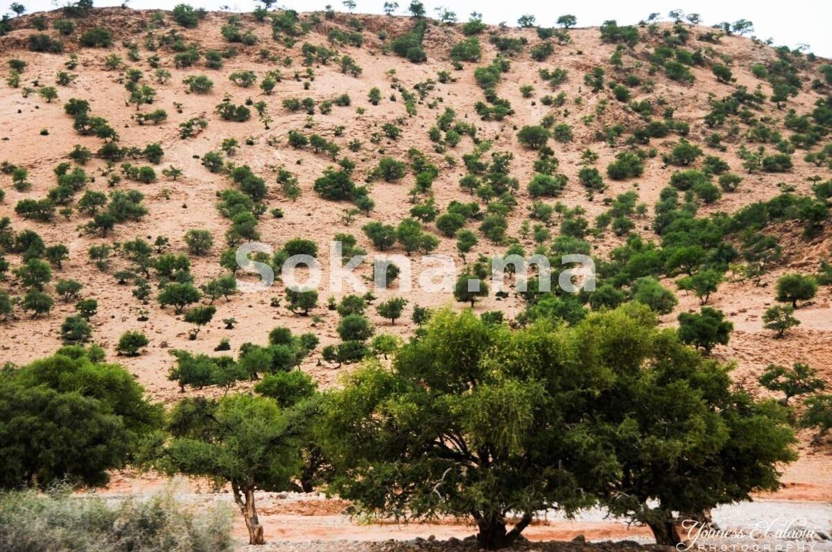 À VENDRE – Terrain titré à Ida Ougourd, proche de Essaouira